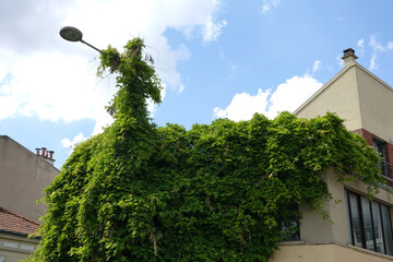 Lierre envahissant un lampadaire urbain