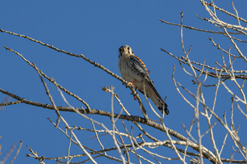 Kestrel Hawk in tree