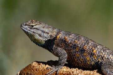 Yellow-backed spiny lizard on a post