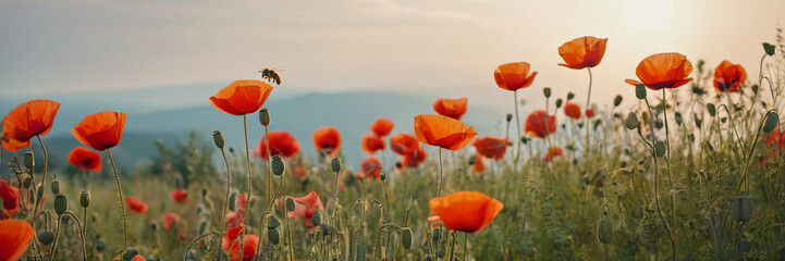 Fototapeta premium A bee flies over a field of red poppy flowers at sunset