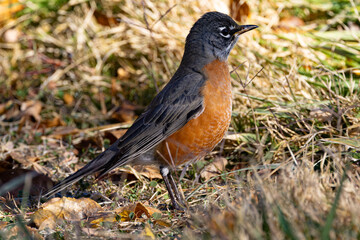 American Robin