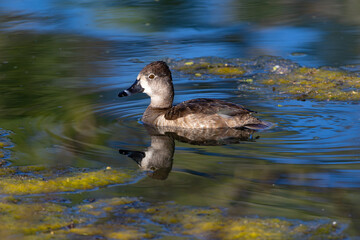 Ring-Necked duck