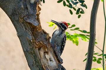 Ladder-Backed Woodpecker Close up