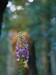 Pink Fingerhut im Wald, softer Hintergrund, nach dem Regen