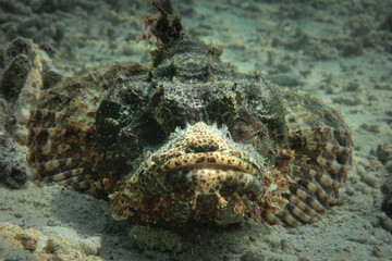 Camouflaged venomous scorpionfish at the sandy bottom of tropical sea in Indonesian archipelago