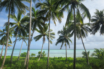 Tropical tall coconut trees, turquoise waters and sunshine at the Sawa island in Wakatobi National Park