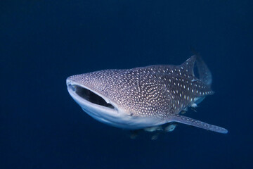 Close up veiw of a giant whale shark (Rhincodon typus), the largest fish species on the planet,  in the blue water at the coast of East Kalimantan in Indonesia