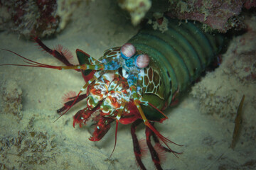 Colorful Peacock mantis shrimp (Odontodactylus scyllarus) facing the camera at the sandy bottom of tropical sea of Indonesia