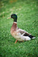 duck on the grass