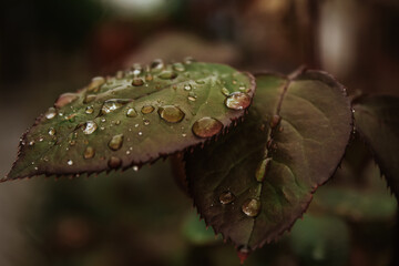 rain drops on a leaf