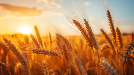 golden wheat field and sunny day