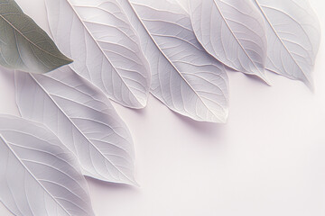 close up of white leaves, A minimalistic aesthetic background featuring an elegant arrangement of leaves