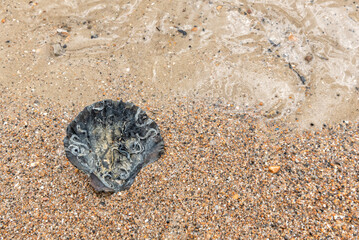 Scallop shell with calcareous tubes of keelworms