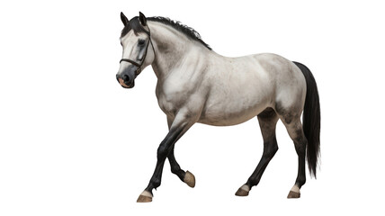 A white horse walks with a black tail on a transparent background.