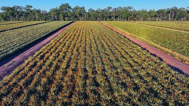 4K, drone aerial, pineapple plantation farm fields, agriculture agricultural farming landscape land, crops food fruit production, grow growth growing, Wide Bay, Queensland, Australia