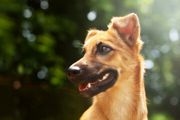 Portrait of a young mixed breed dog, red in color, on a natural green nature background. Concept: animal protection and a call to help the homeless.