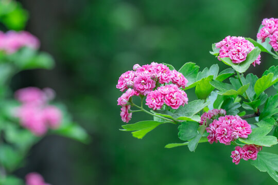 Red bunch flowers hawthorn pauls scarlet blooming in garden. Crataegus laevigata blossom in botanical park. Woodland pink mayflowers tree in springtime. Ornamental rosaceae family and medicinal plant.
