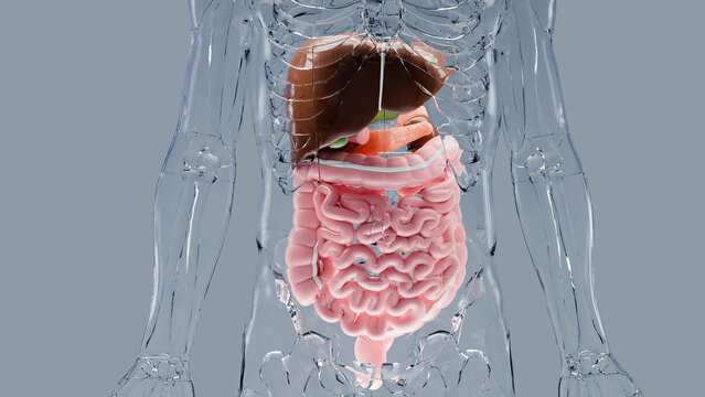 Human stomach and esophagus anatomy structure, liver, body with digestive system organs, Hepatitis, intestin, Gall Bladder, Gastrointestinal, medical Illustration, gallbladderand, 3d render