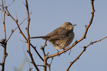 Fototapeta premium Sage Thrasher