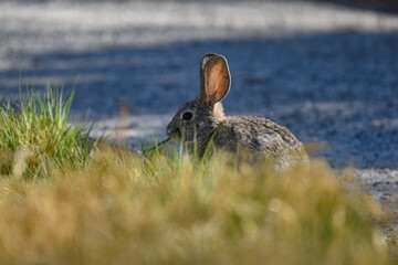 Rabbit eating grass in desert