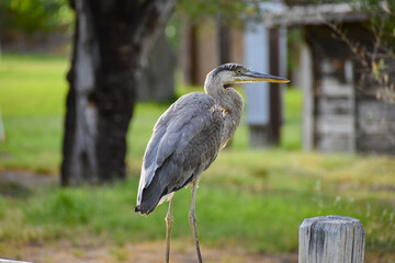 Heron Bird