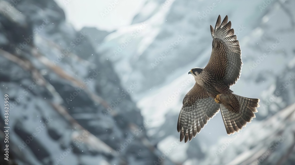 Wall mural majestic merlin falcon soaring against mountainous backdrop wildlife photography