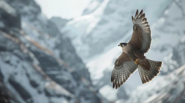 majestic merlin falcon soaring against mountainous backdrop wildlife photography