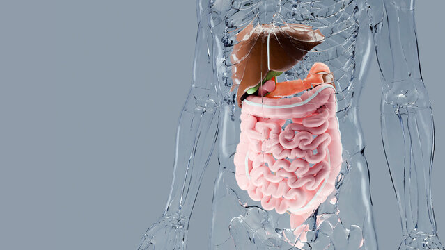 Human stomach and esophagus anatomy structure, liver, body with digestive system organs, Hepatitis, intestin, Gall Bladder, Gastrointestinal, medical Illustration, gallbladderand, 3d render