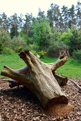 Ameisennest am Fuße eins abgesägten kahlen Baumstumpfs im Wald in der Südeifel bei Prümzurlay im Eifelkreis Bitburg-Prüm. 