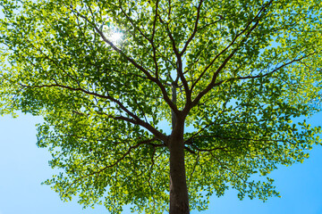 Trees with bright, abstract green leaves spread out into vast branches. In the middle of the sunlight during the day, a Light sky background