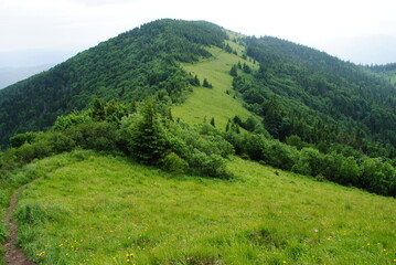 Obraz premium green forest in the mountains