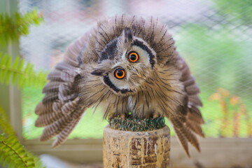 The Eurasian Eagle Owl or Bubo Bubo is a large owl that resides in Eurasia. Also called the European Eagle Owl. Staring directly at enemy invaders with the eyes shows the power.