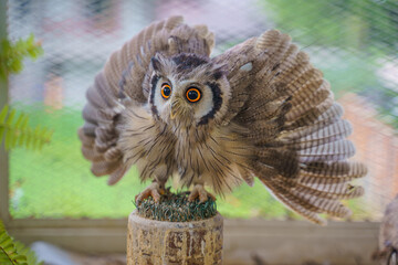The Eurasian Eagle Owl or Bubo Bubo is a large owl that resides in Eurasia. Also called the...