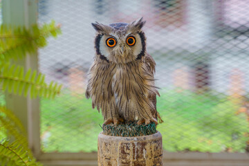 The Eurasian Eagle Owl or Bubo Bubo is a large owl that resides in Eurasia. Also called the European Eagle Owl. Staring directly at enemy invaders with the eyes shows the power.