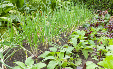 Onions growing in an allotment or vegetable garden, UK