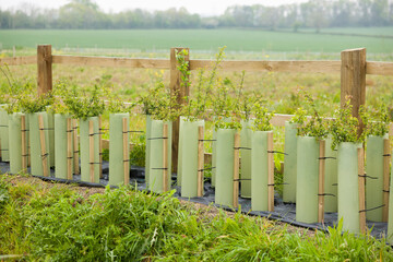 Hedgerow restoration, planting new hedge in UK countryside