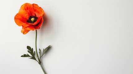 Obraz premium White background with an orange flower