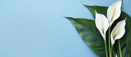 A beautiful Spathiphyllum also known as Spath or peace lilies adds a tropical touch to the blue background It serves as a tropical frame with copy space for text making it suitable for wedding invita
