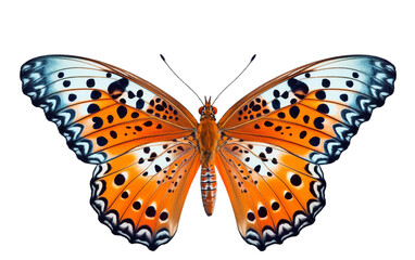Leopard Lacewing with Mimetic Patterns on transparent background. PNG