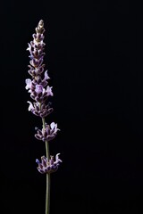 Obraz premium flower Photography, Lavandula angustifolia, copy space on right, Close up view, Isolated on black Background