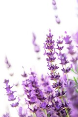 Obraz premium flower Photography, Lavandula dentata Royal Crown, copy space on right, Close up view, Isolated on white Background