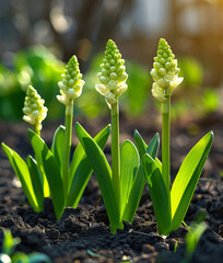 Obraz premium young hyacinth plants just beginning to bloom. young green shoots that have long emerged from the ground. In the rays of the bright spring sun. atmosphere of freshness, joy, novelty.