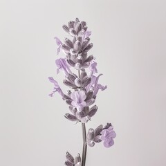 flower Photography, Lavandula pinnata, Close up view, Close up view, Isolated on white Background