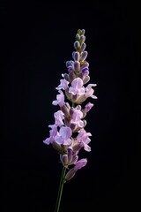 Obraz premium flower Photography, Lavandula pinnata, copy space on right, Close up view, Isolated on black Background