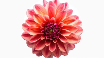 Close up image of dahlia flower on a white backdrop