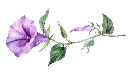 Watercolor illustration of a purple morning glory flower with green leaves on a white background. Delicate and elegant floral art.