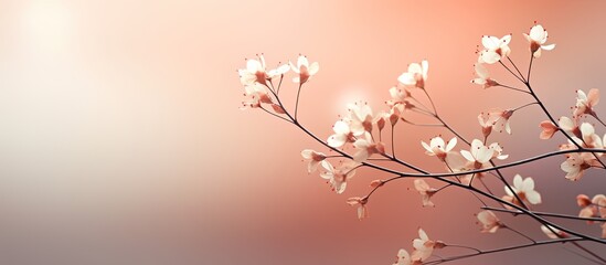 A mesmerizing copy space image of delicate blossoming branches against a soft luminous backdrop