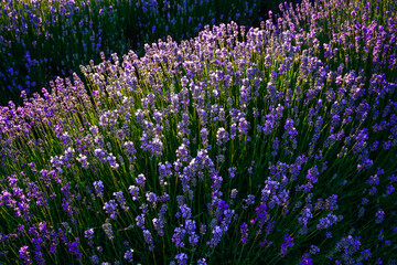 Naklejka premium lavender, flower, nature, purple, plant, field, flowers, garden, 