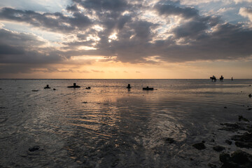 horses and sundown