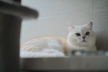 White cat lying down just woke up